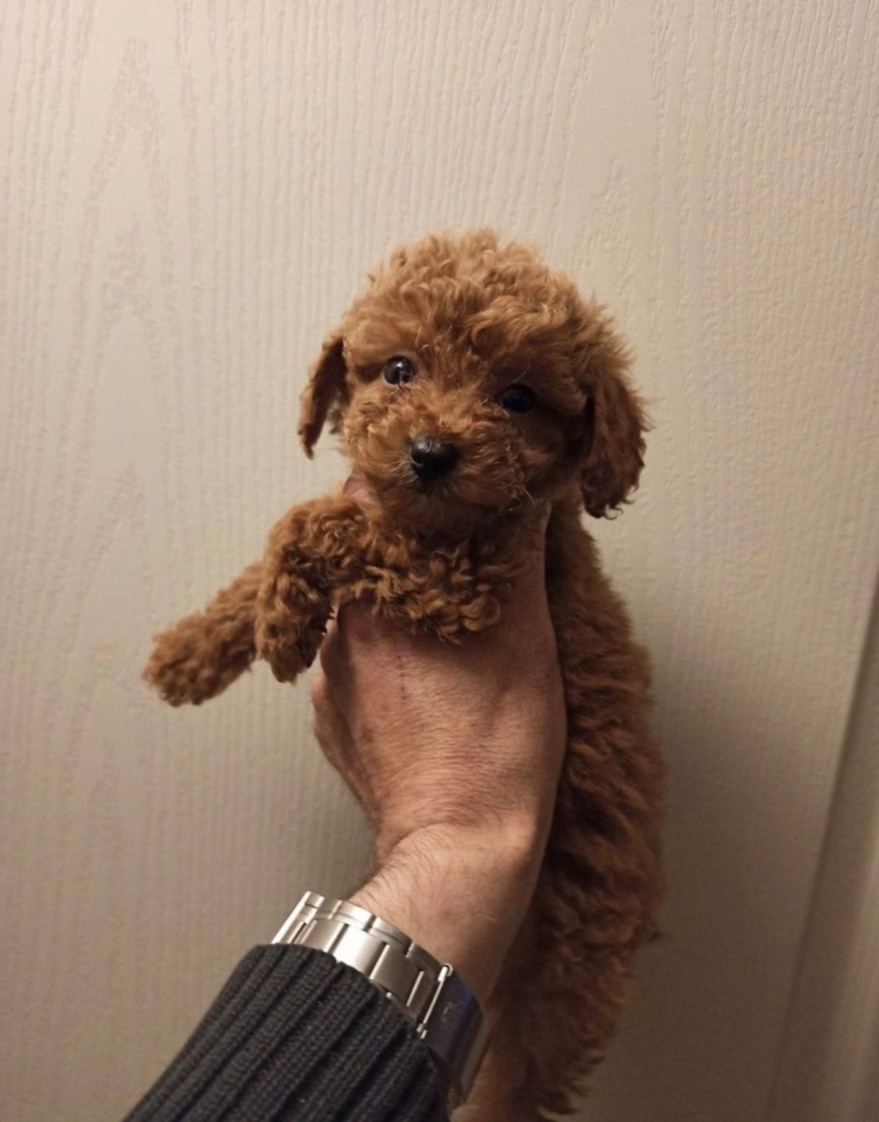 Toypoedel reutje, Red Brown | Toy poodle, Dieren en Toebehoren, Honden | Chihuahua's en Gezelschapshonden, Poedel, Reu, 8 tot 15 weken
