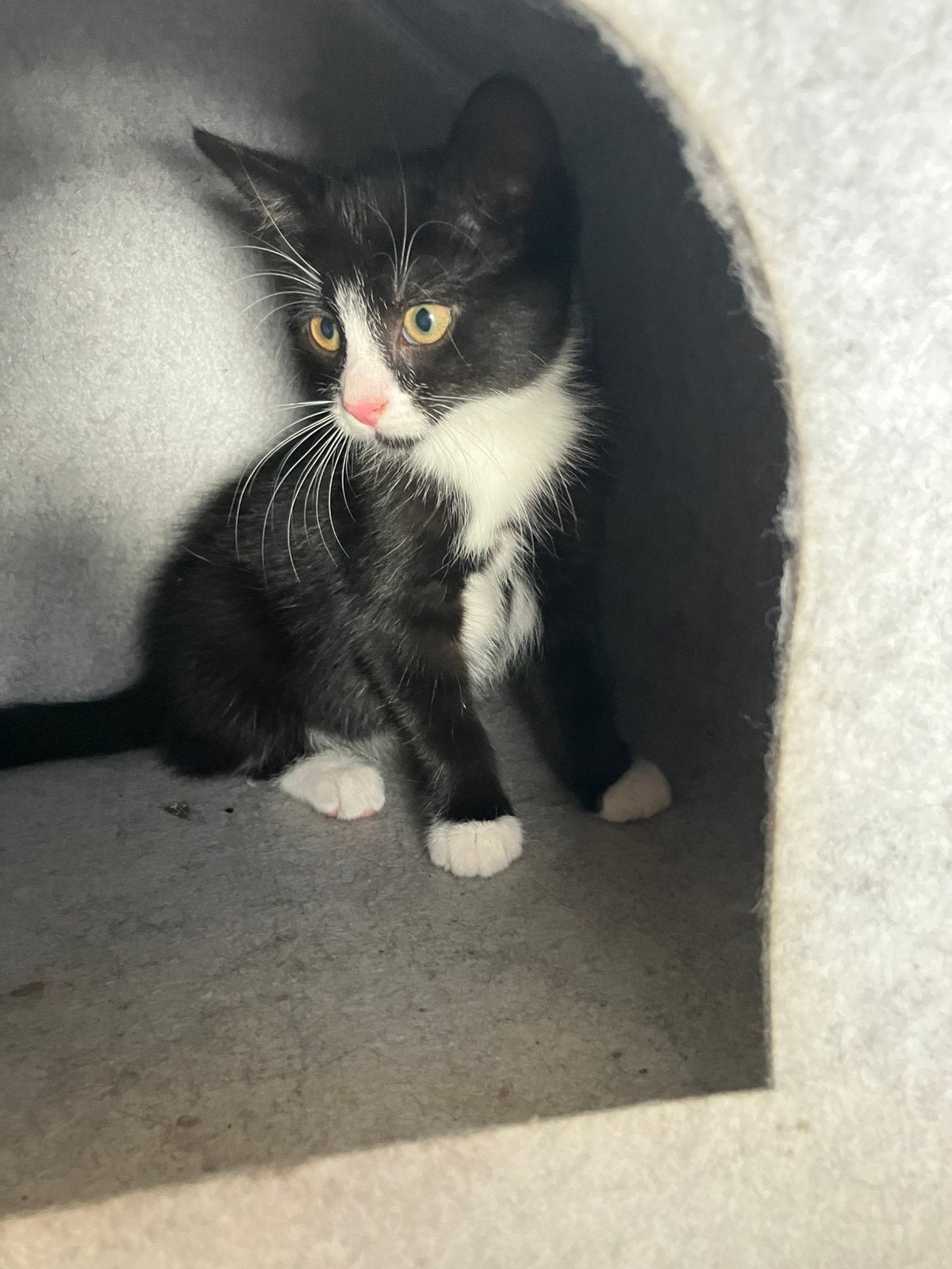 Lieve kittens, Dieren en Toebehoren, Meerdere dieren