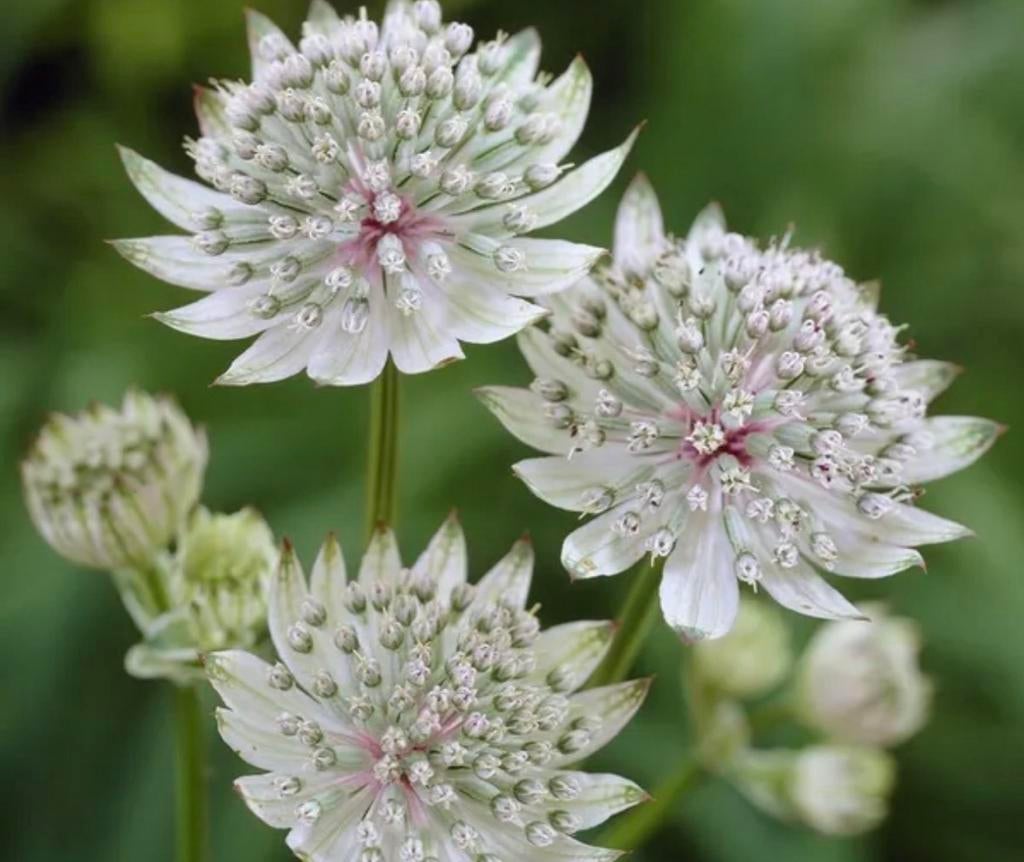Astrantia Zaailingen - Zeeuws Knoopje, Ophalen, Halfschaduw
