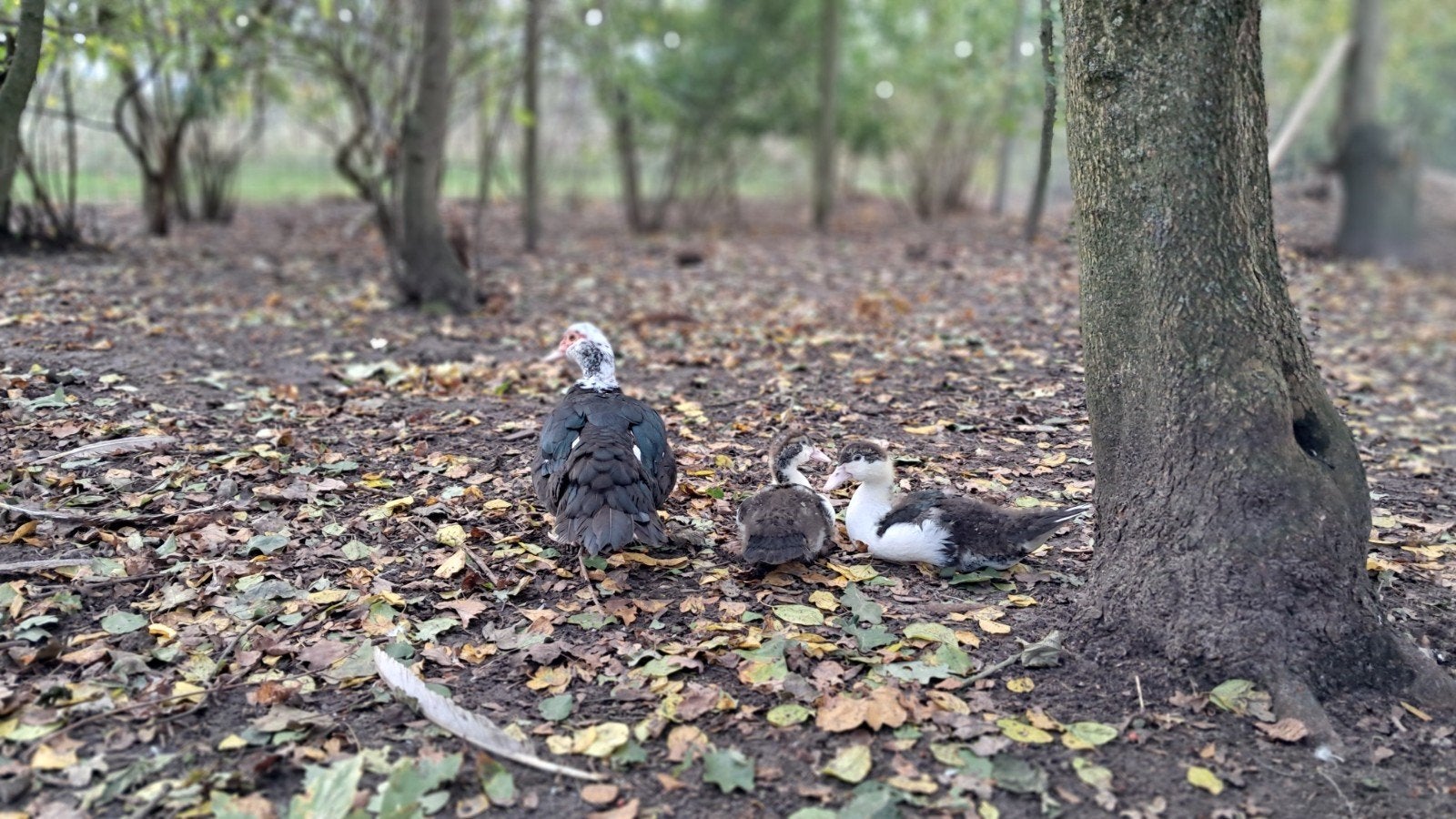 2 jonge muskus eenden, Dieren en Toebehoren, Meerdere dieren, Eend