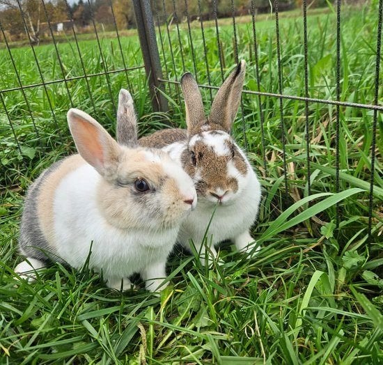 Azur & Bean zoeken een huisje! (Konijnen), Meerdere dieren, Klein, 0 tot 2 jaar