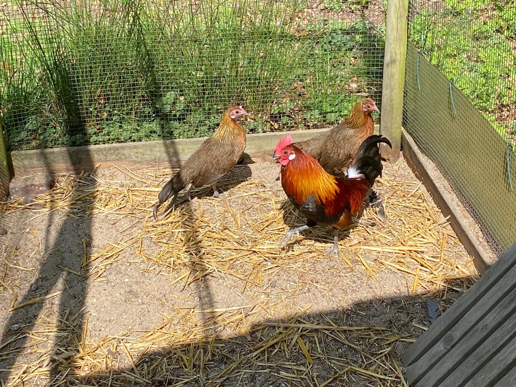 Rode kamhoen, Dieren en Toebehoren, Meerdere dieren, Geringd