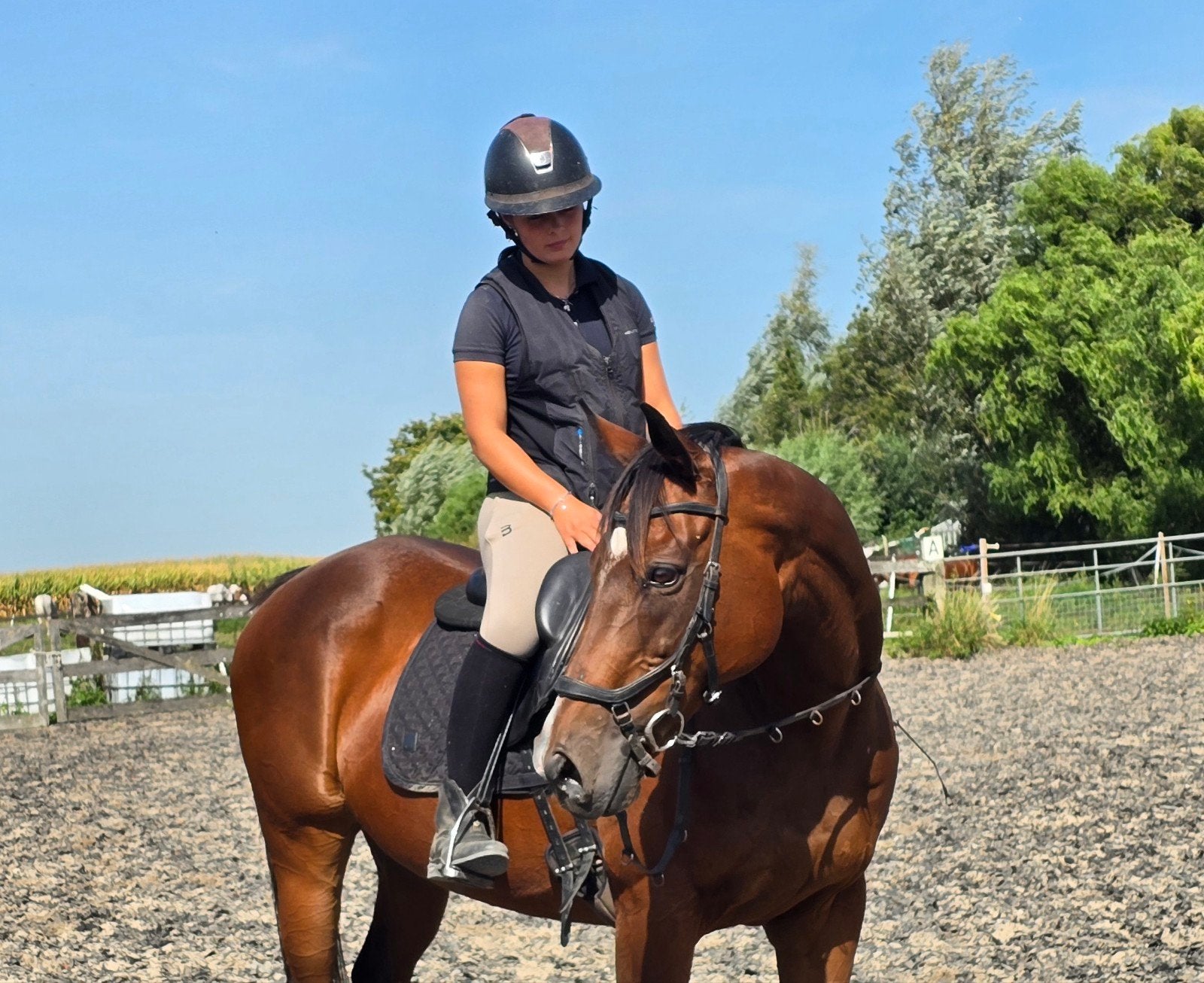 bomproof en goudeerlijke  11jarige merrie 165cm, Merrie, Met stamboom, L, 11 jaar of ouder
