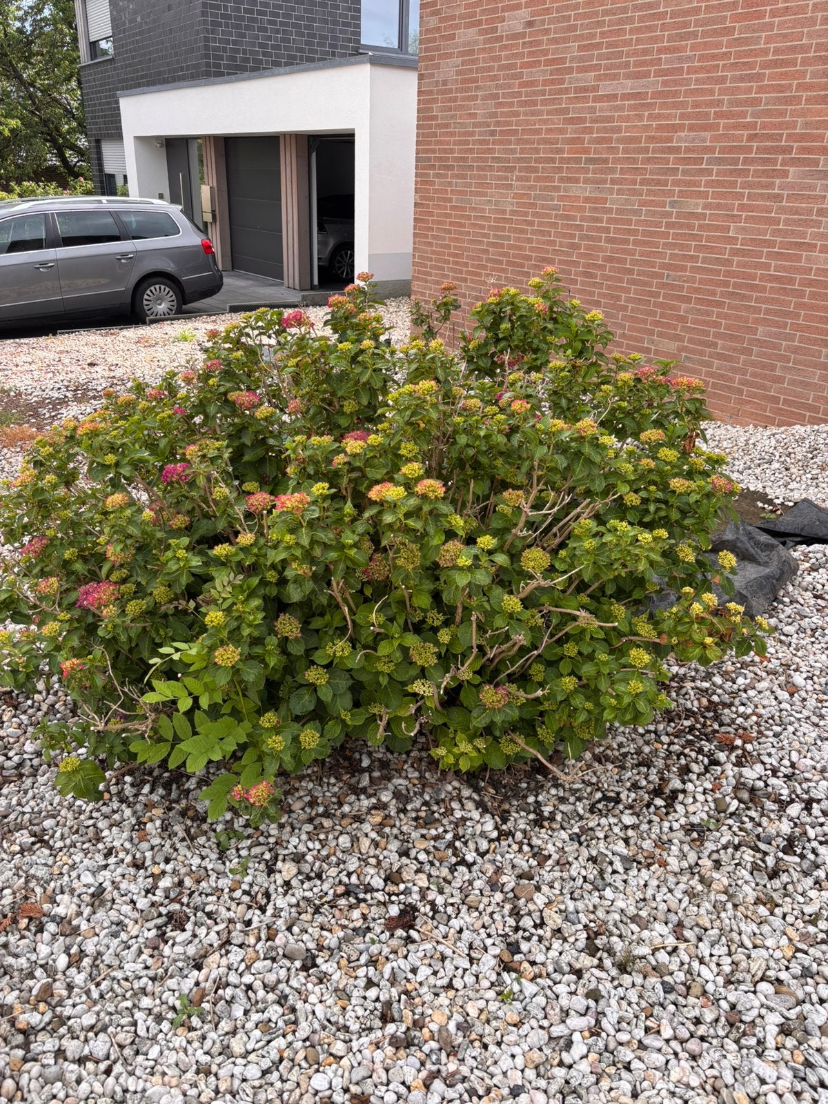 Hortensia, Tuin en Terras, Ophalen of Verzenden, Hortensia, Minder dan 100 cm