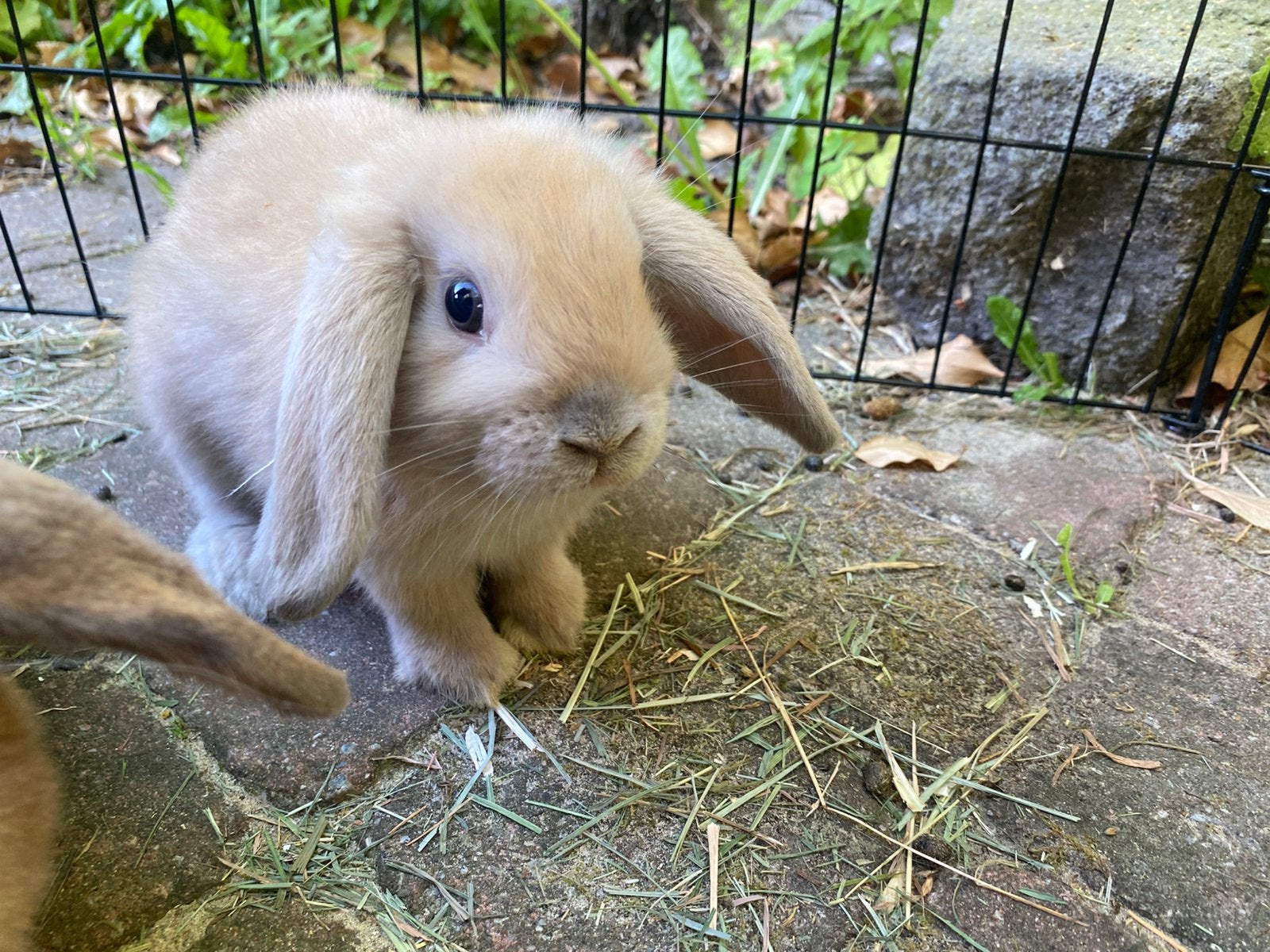 Mini lop baby konijntjes extreem tam en relaxed, Meerdere dieren, Dwerg