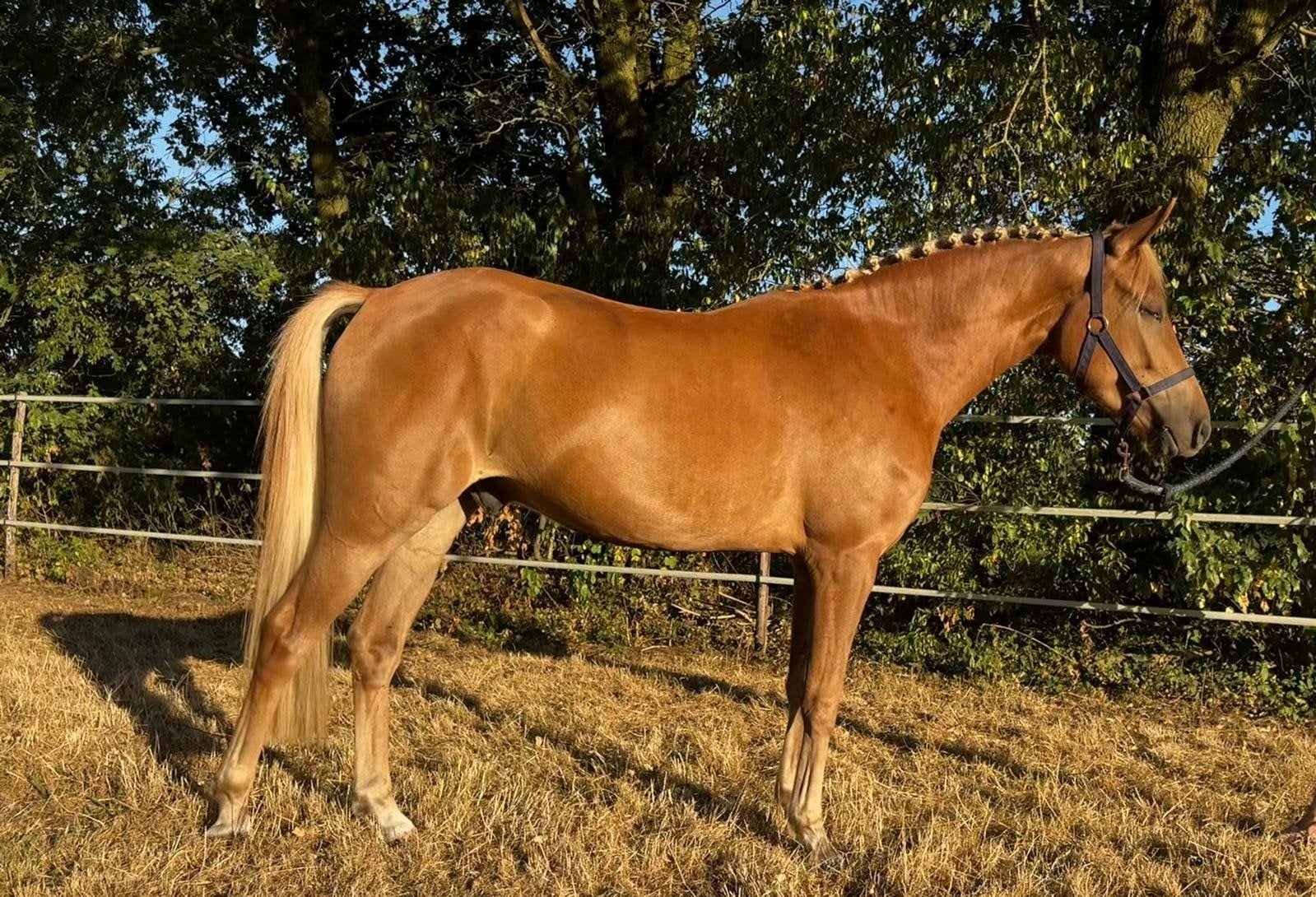 Te koop - gouden New Forest pony, Dieren en Toebehoren, Pony's, Ruin, Zadelmak, 3 tot 6 jaar, Ontwormd
