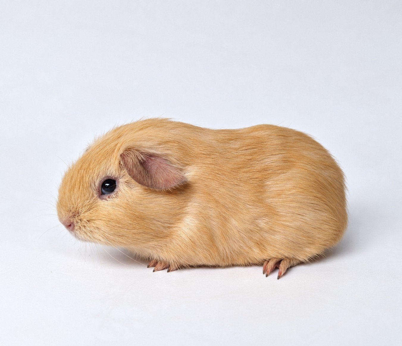 Jong gladhaar beertje - creme, Dieren en Toebehoren, Cavia, Augustus, Mannelijk, Tam