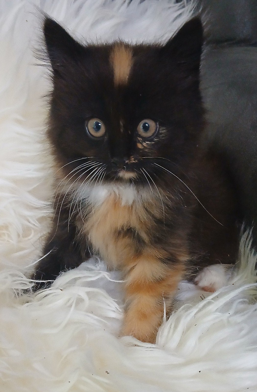 Kittens, Dieren en Toebehoren, Katten en Kittens | Overige Katten, Meerdere dieren