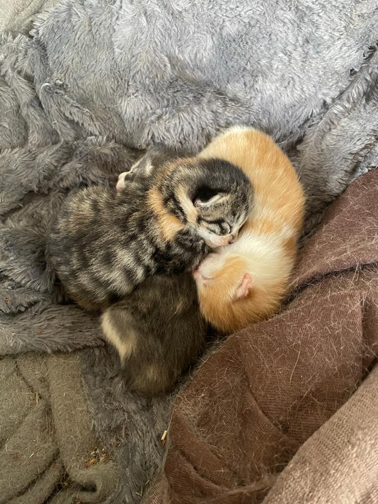 Lieve nestjes boerderij kittens (3x 3 nestjes), Dieren en Toebehoren, Katten en Kittens | Overige Katten, Meerdere dieren