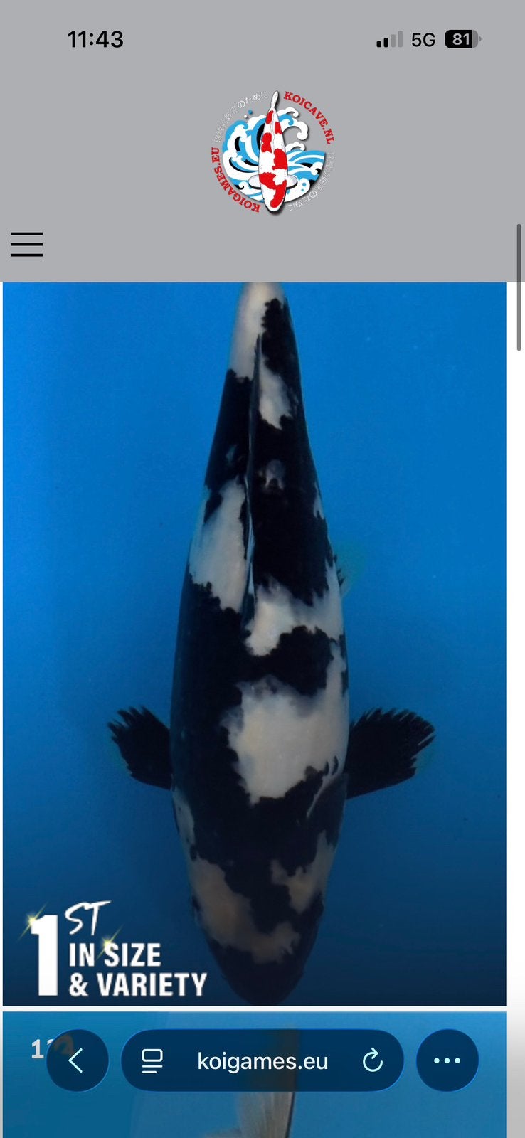 Koi shiro utsuri, Dieren en Toebehoren, Karper of Koi