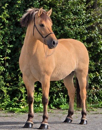 Fjord merrie bomproof, Dieren en Toebehoren, B, 3 tot 6 jaar, Gechipt, Recreatiepony
