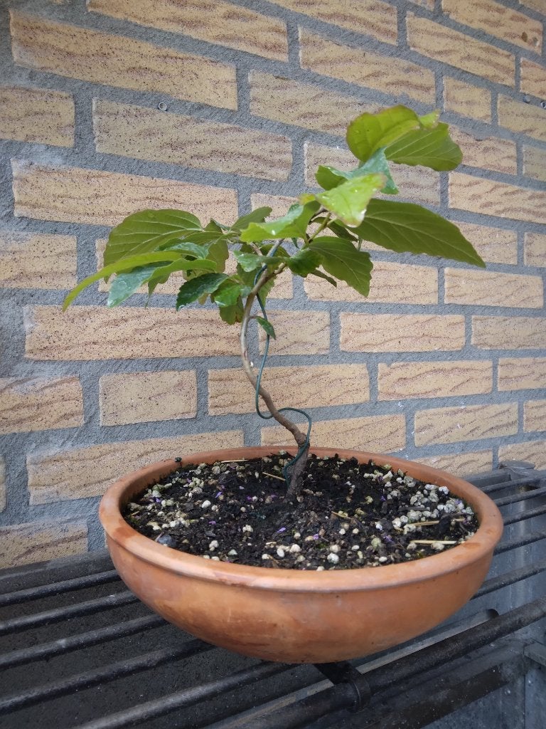 Bonsai, Bloeit niet, Overige soorten, Minder dan 100 cm, Ophalen