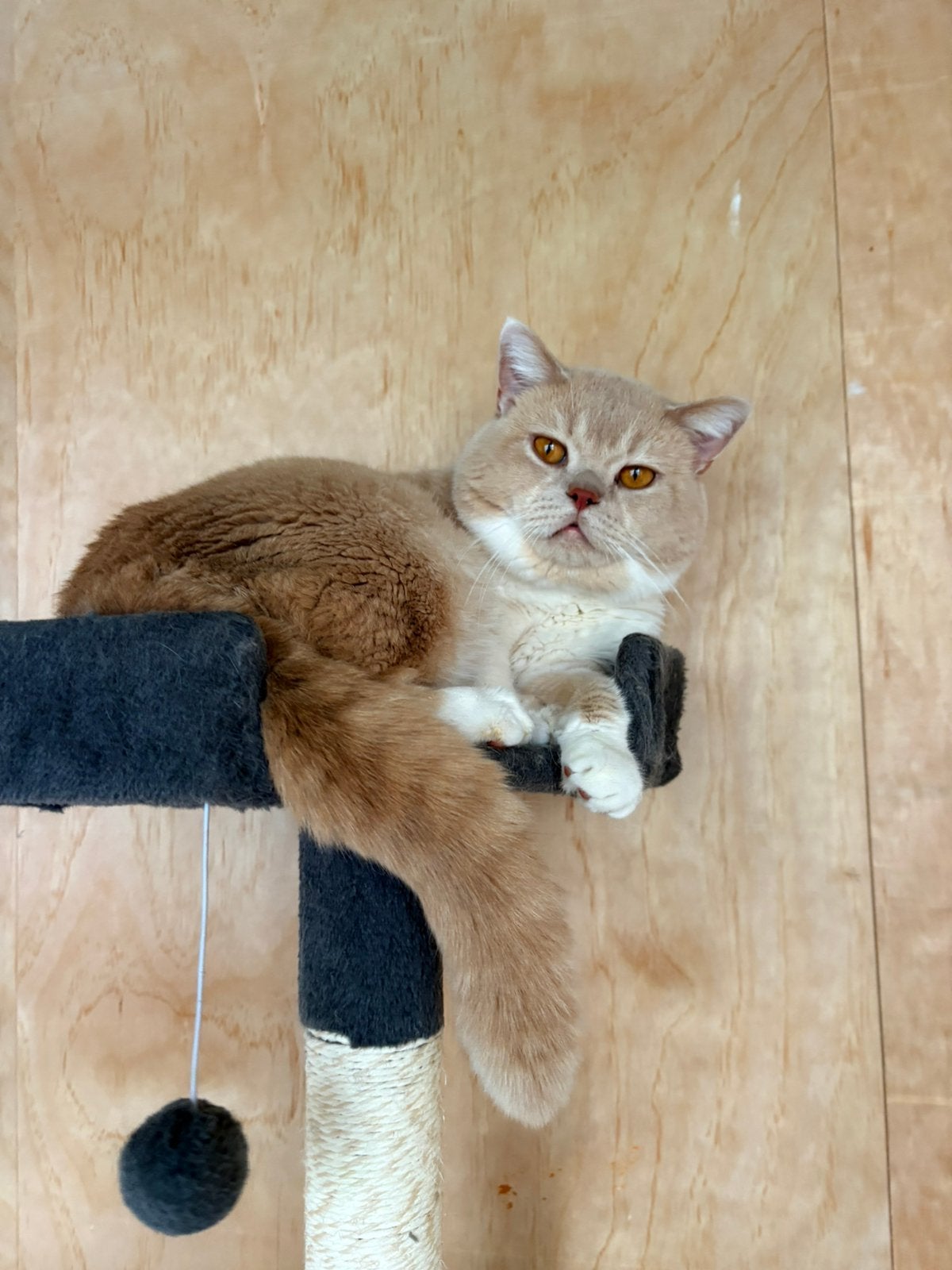 Brits korthaar stamboom dekkater cream and white bicolor, Dieren en Toebehoren, Katten en Kittens | Dekkaters, 0 tot 2 jaar