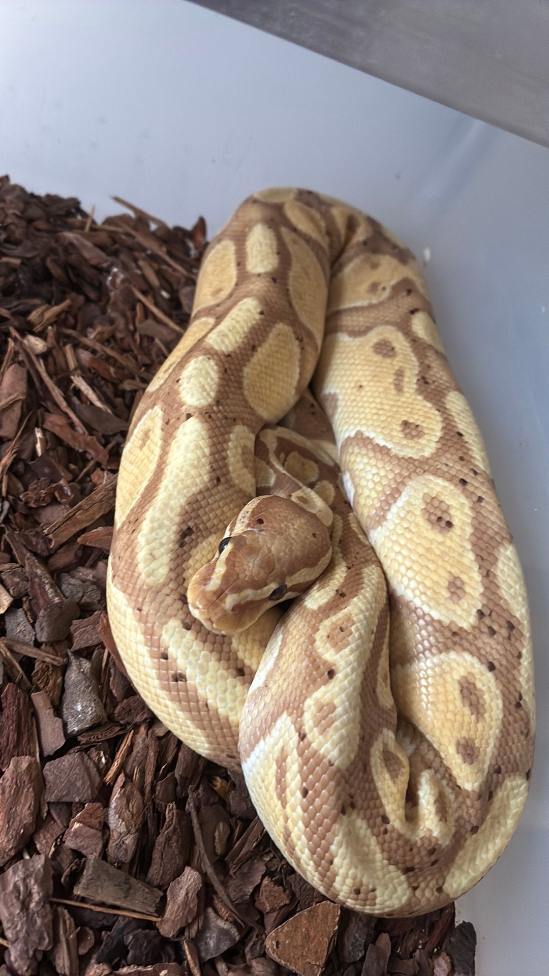 Ball python regius