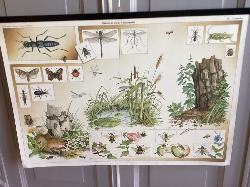 Natuurplaat van Maarten de Jongh, insecten, Antiek en Kunst, Ophalen of Verzenden, Geschiedenis