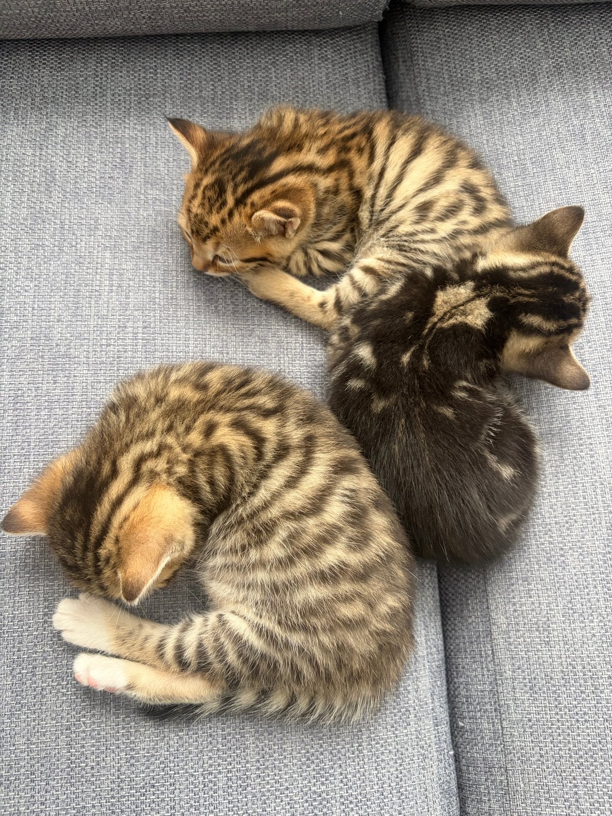 Bengaal kittens, Meerdere dieren, Kortharig, 0 tot 2 jaar