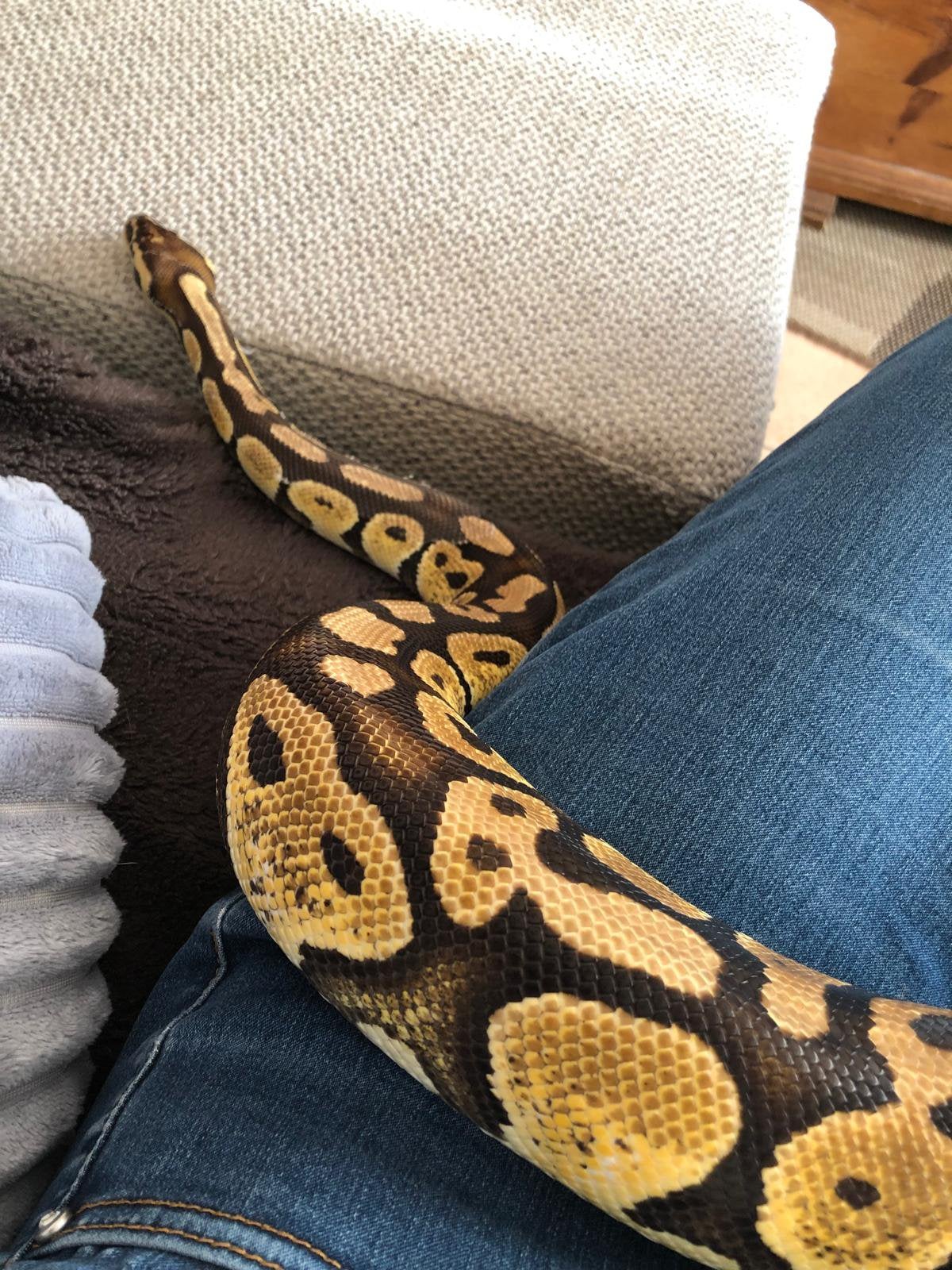 Betonplexterrarium met Koningspython (Python regius) Ball Python photo 7