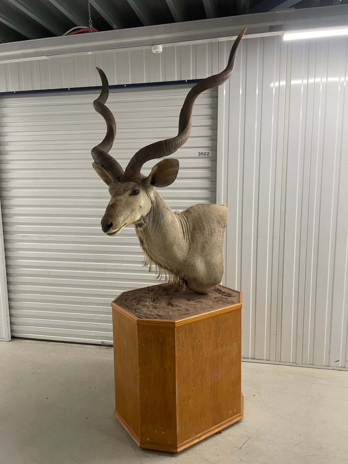 Mooie taxidermie Koedoe op verrijdbare voet, Verzamelen, Dierenverzamelingen, Ophalen, Gebruikt, Wild dier, Opgezet dier