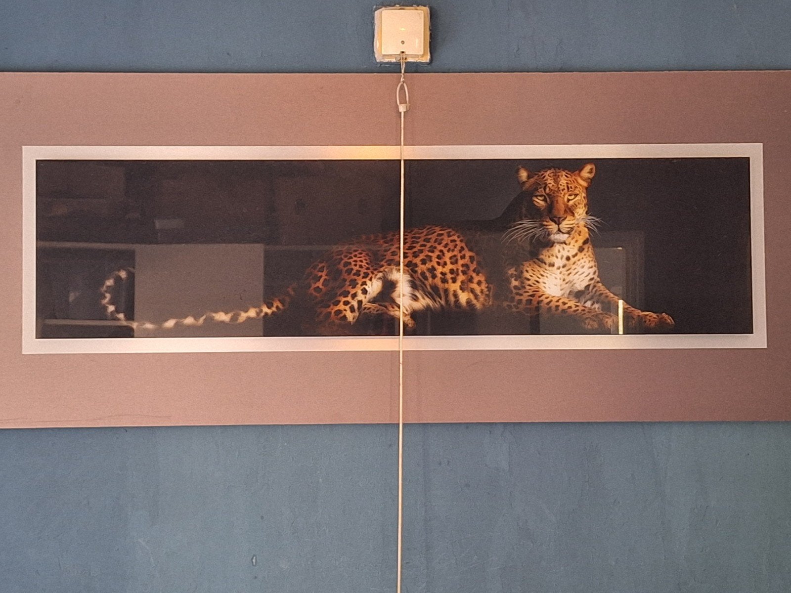Grote ingelijste foto van een luipaard, Ophalen, 50 – 75, Zo goed als nieuw, 100 tot 125 cm