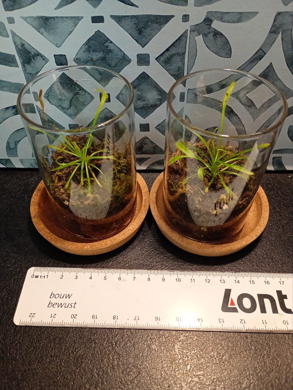 Vleesetende plant, Ophalen, Minder dan 100 cm