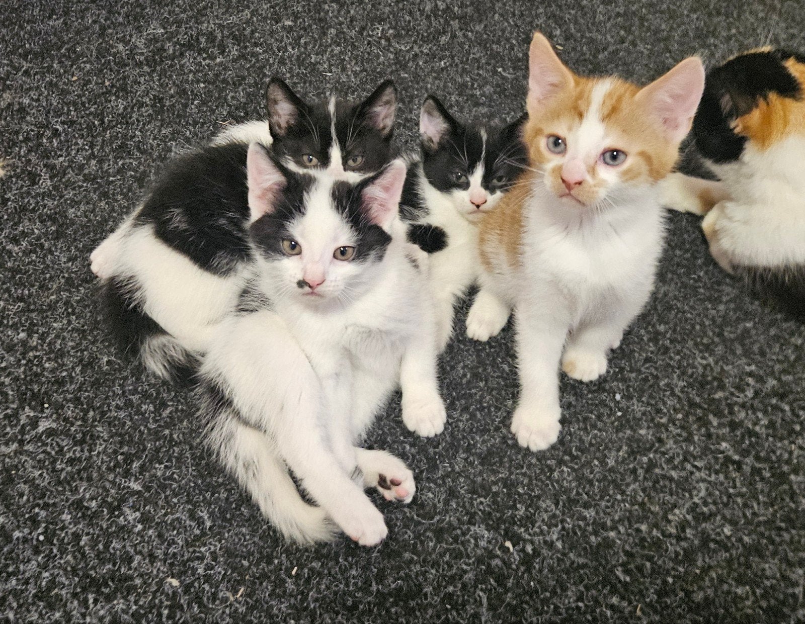 Kittens, Meerdere dieren, Kortharig, 0 tot 2 jaar