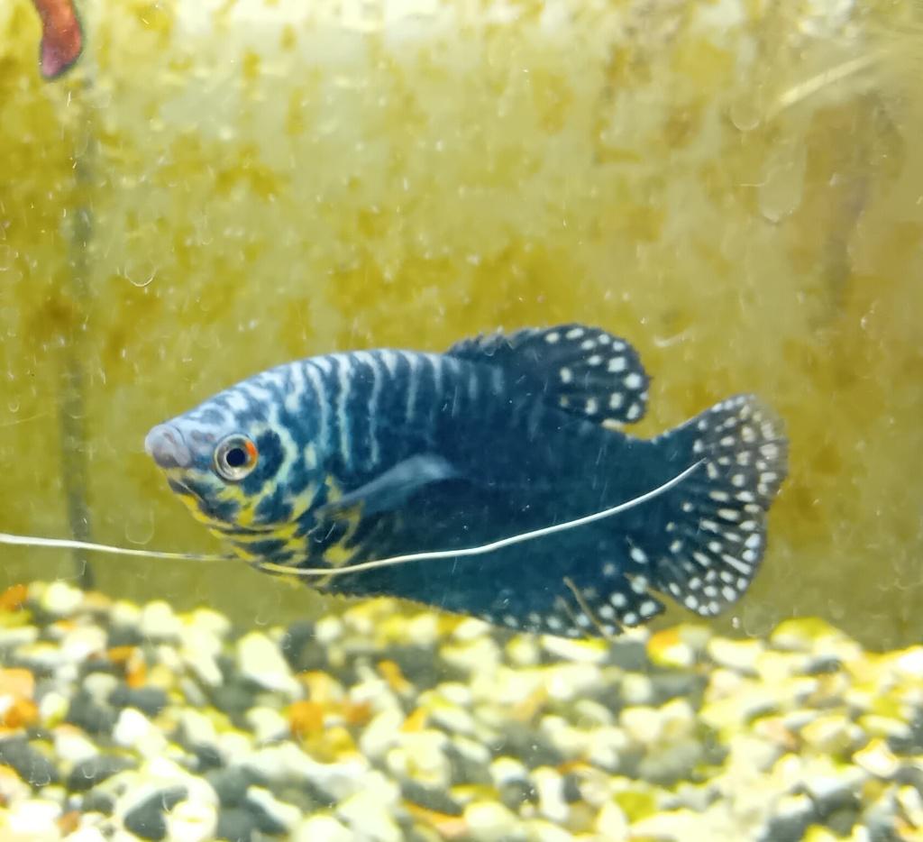 tropische vissen, Dieren en Toebehoren, Vis, Zoetwatervis
