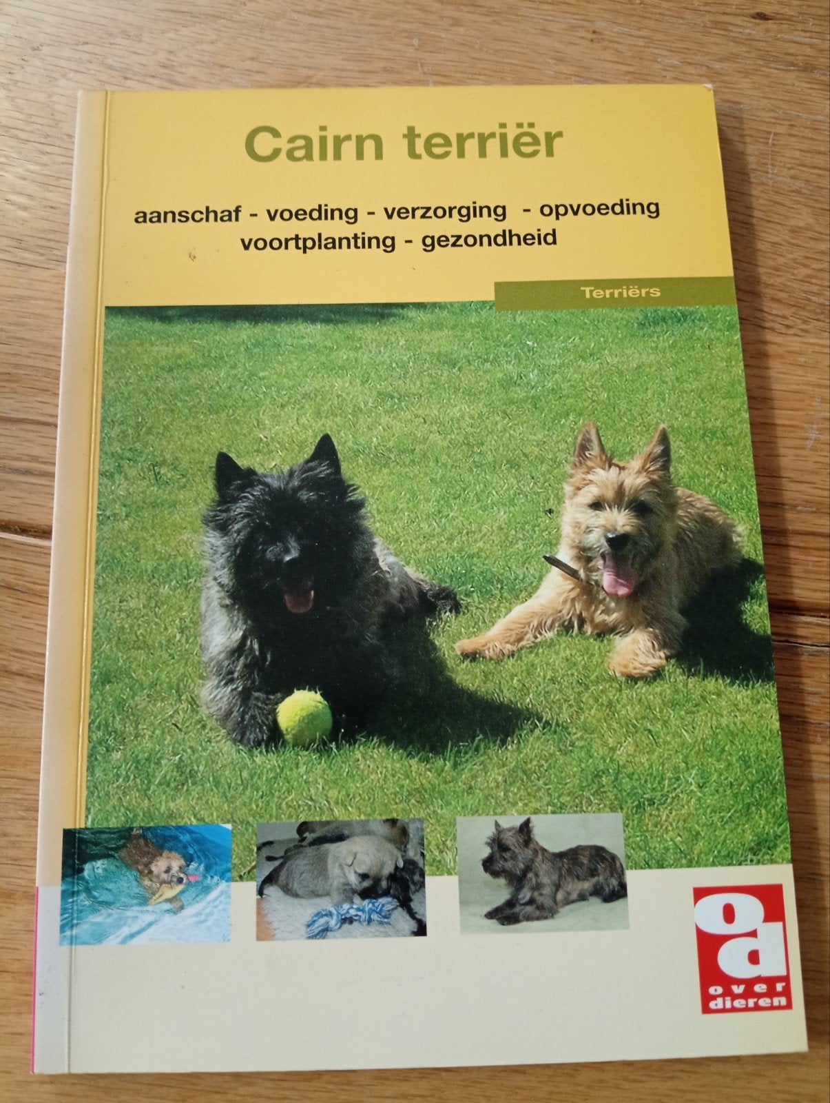 Cairn Terriër: Aanschaf, Voeding, Verzorging & Opvoeding, Ophalen of Verzenden