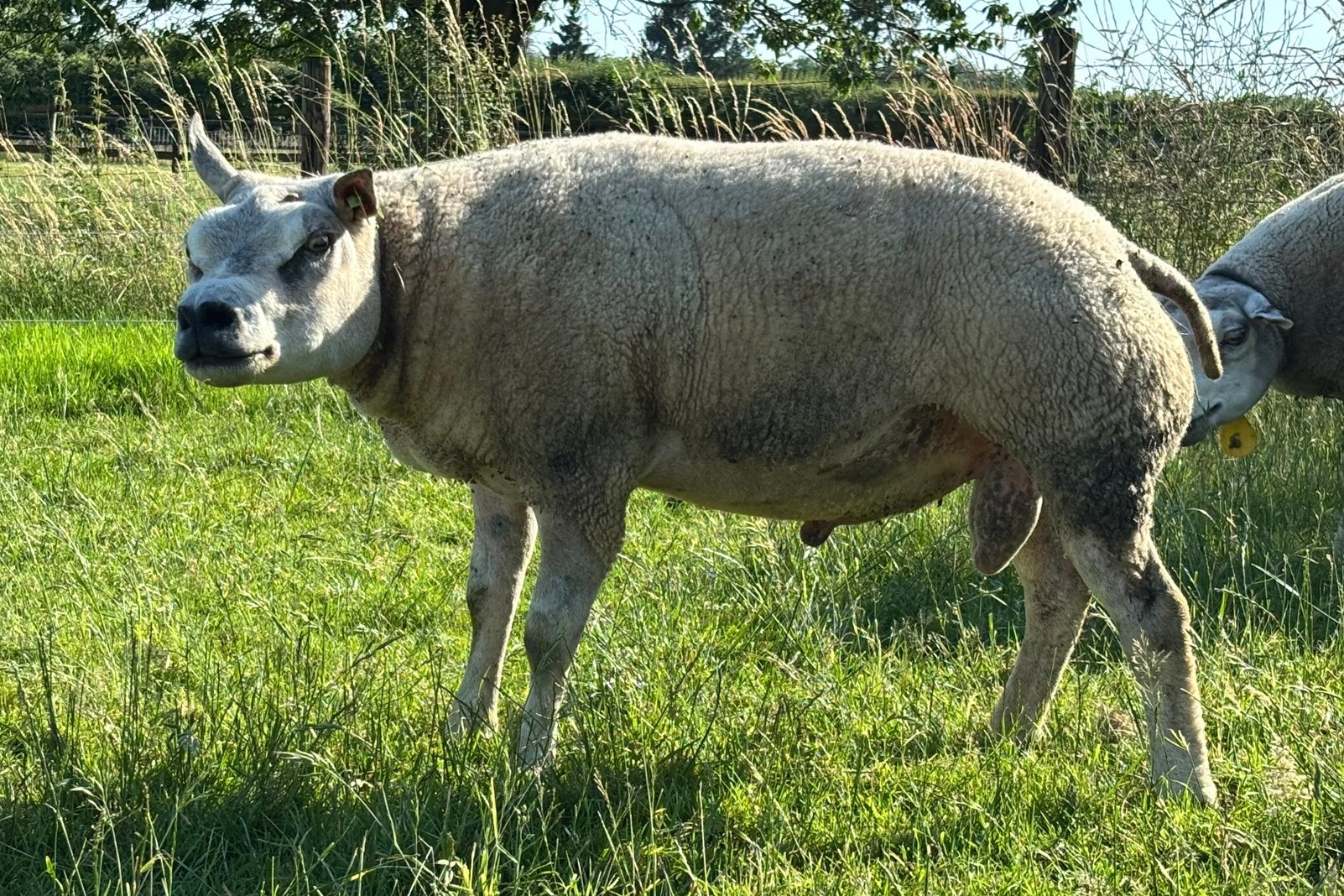 Te koop vleestypische Texelaar ram, Dieren en Toebehoren, Schapen, Geiten en Varkens, Schaap, Mannelijk