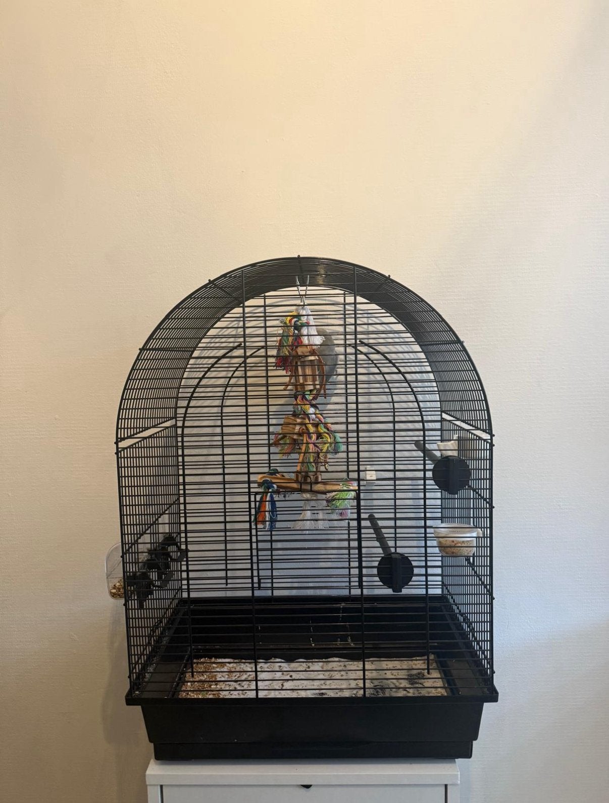 Dwergpapegaai te koop, Vrouwelijk, Dwergpapegaai of Agapornis