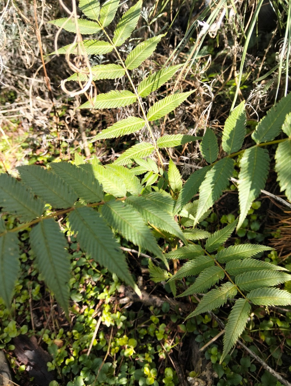 Sorbaria - Prachtige Valse Spirea voor uw tuin, Overige soorten, Vaste plant, Ophalen of Verzenden, Halfschaduw