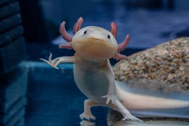 axolotl, Dieren en Toebehoren, Vis