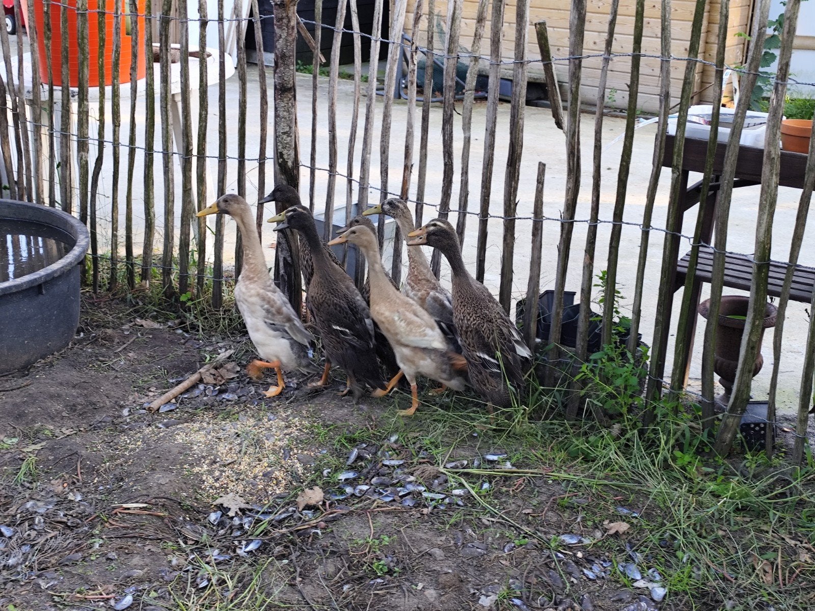 9 prachtige loopeenden dames, Dieren en Toebehoren, Vrouwelijk, Eend