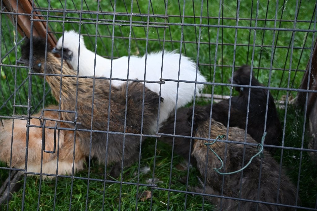 5 zijdehoen hennen kriel, Dieren en Toebehoren, Pluimvee, Vrouwelijk, Kip