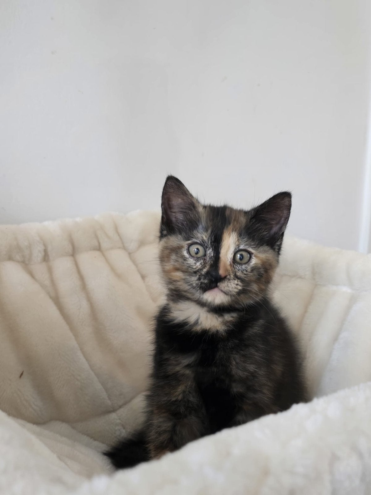 Mooie aparte kittens, Dieren en Toebehoren, Meerdere dieren, 0 tot 2 jaar