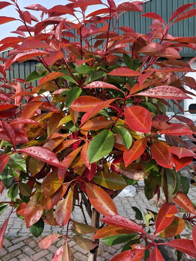 Glansmispel (Photinia Fraseri Red Robin) Bolboom in pot, Tuin en Terras, Ophalen of Verzenden, Lente, 100 tot 250 cm, Volle zon