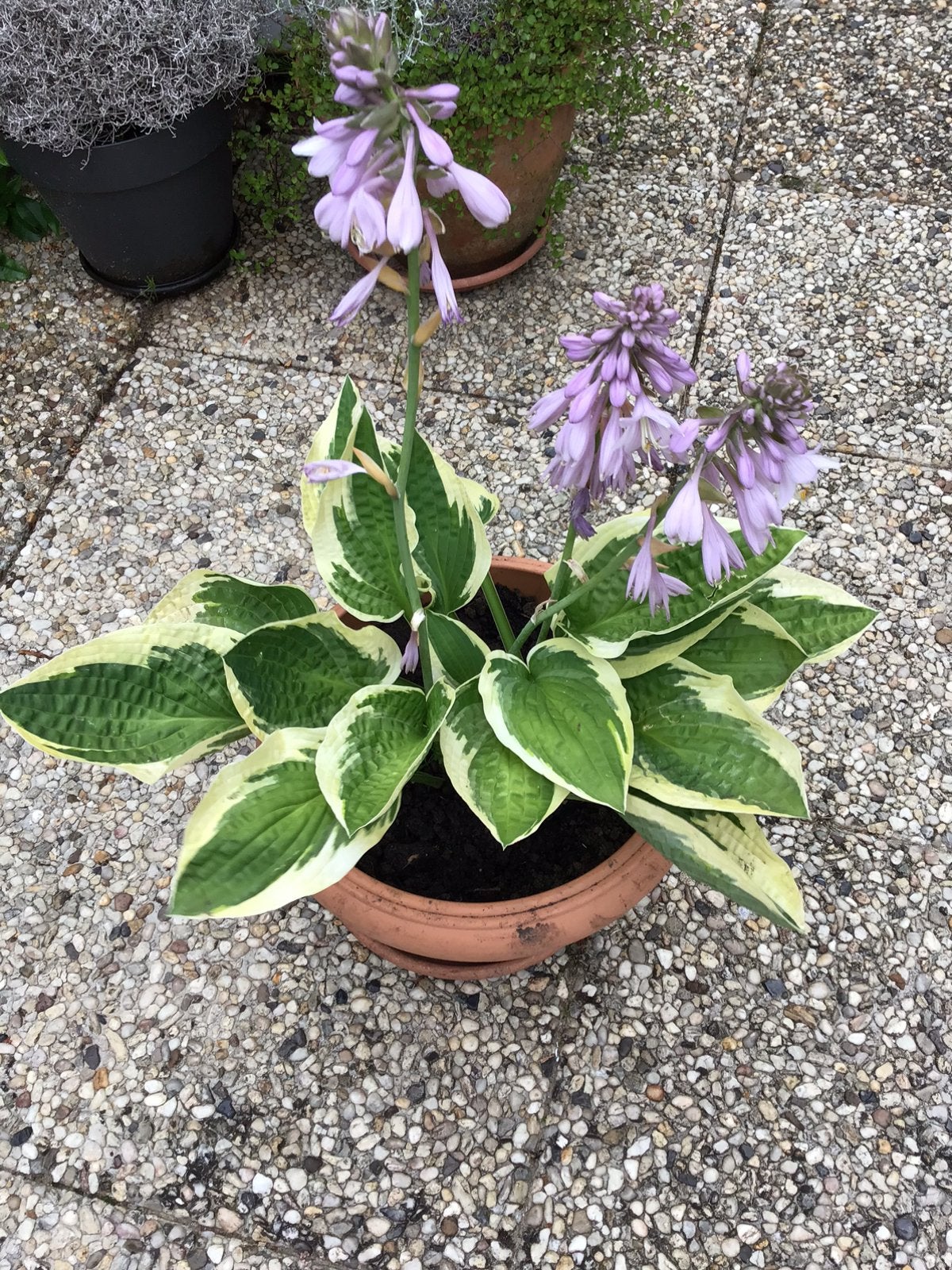 Prachtige.  HOSTA, Ophalen of Verzenden, Overige soorten, Halfschaduw