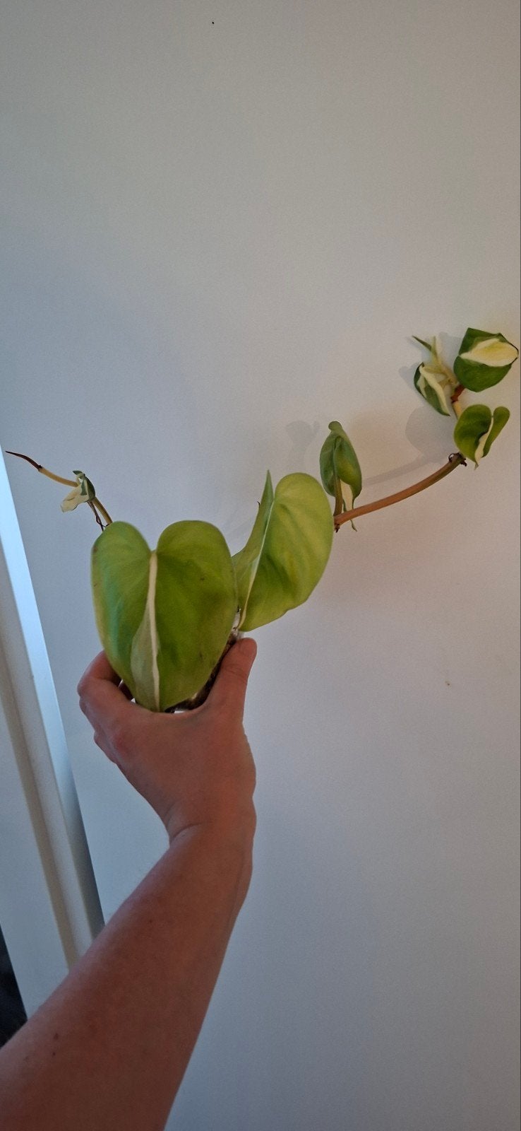 3 stekken philodendron cream splash in spagnum mos, Ophalen, Halfschaduw, Minder dan 100 cm