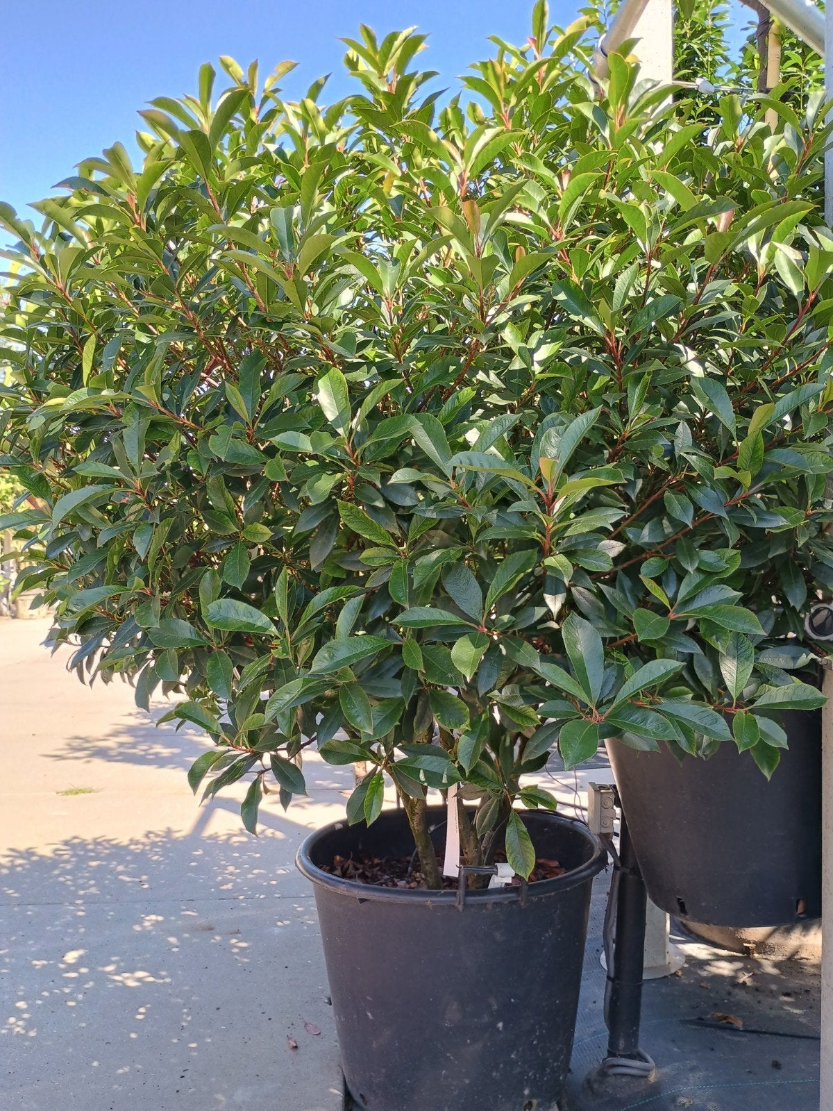 Photinia fraseri 'Red Robin' - Glansmispel, Volle zon, Vaste plant, Lente, Ophalen