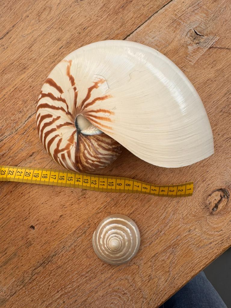 Nautilus 18 cm breed in excellente staat, Ophalen of Verzenden, Zo goed als nieuw