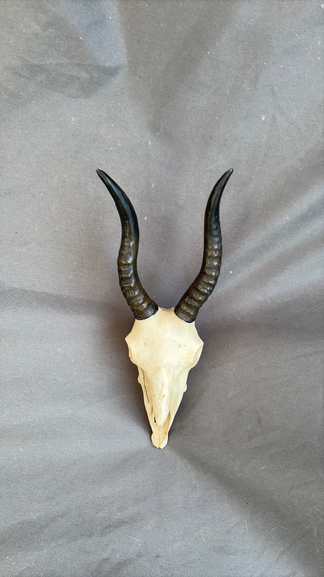 Polystone dierenschedel, Ophalen of Verzenden, Zo goed als nieuw, Beeldje of Figuurtje