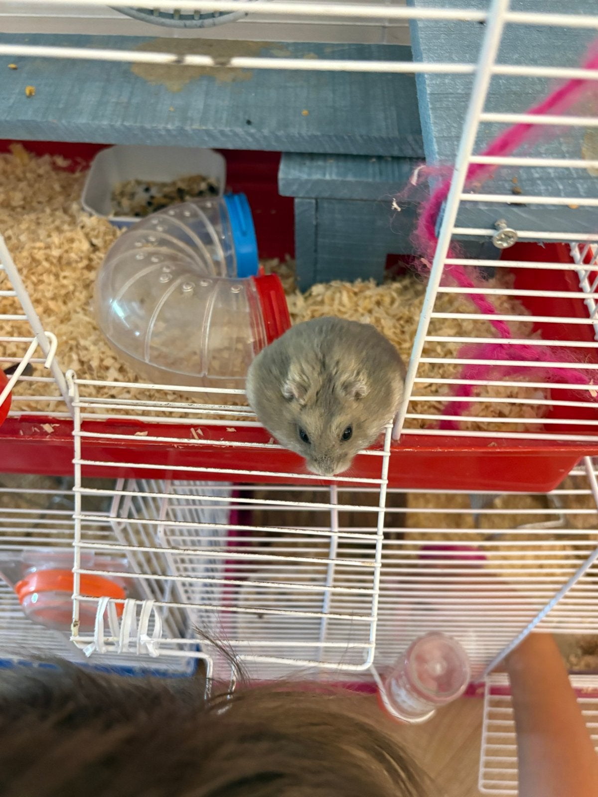 Onze lieve dwerghamster en kooi goedkoop, Hamster, Mannelijk, Tam, September
