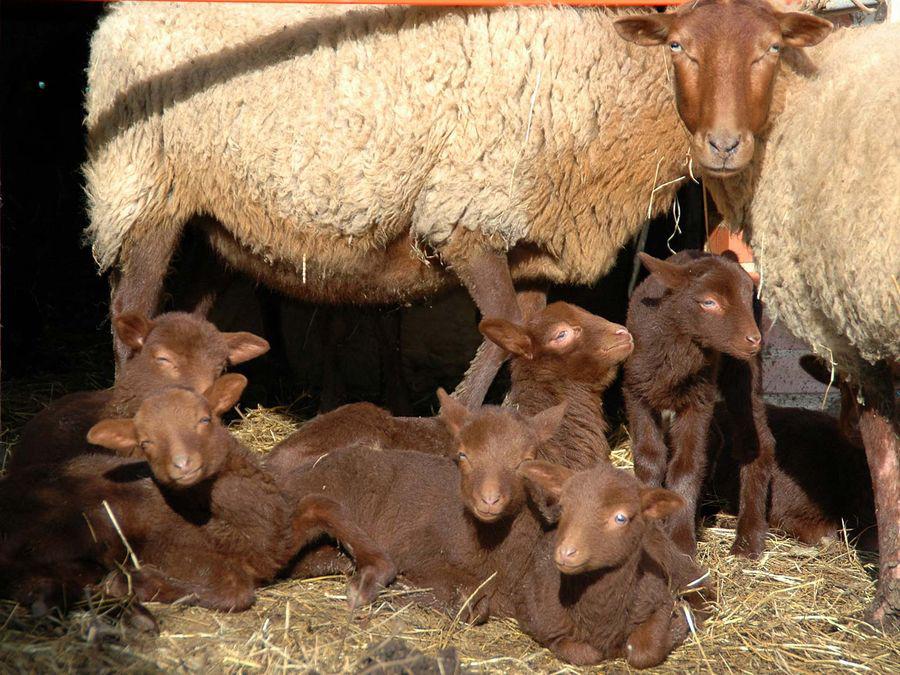 Gezocht een gespende/weide ooi lam, Vrouwelijk, Schaap