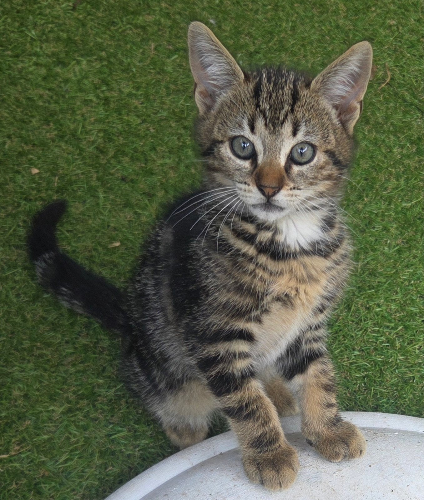 Lieve halflangharige kittens 4 katertjes & 1 poesje, Meerdere dieren