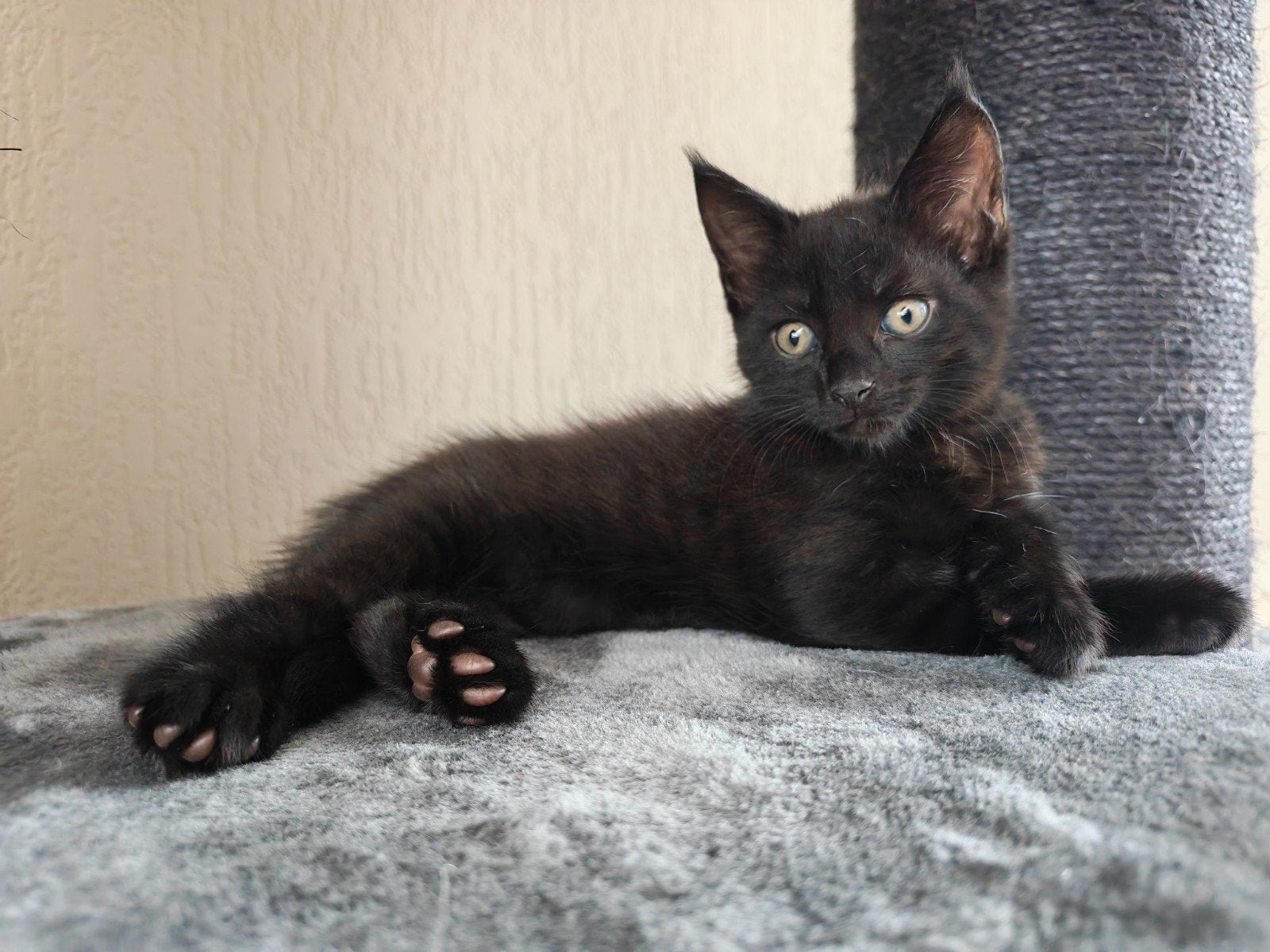 Maine Coon kruising ek, Poes