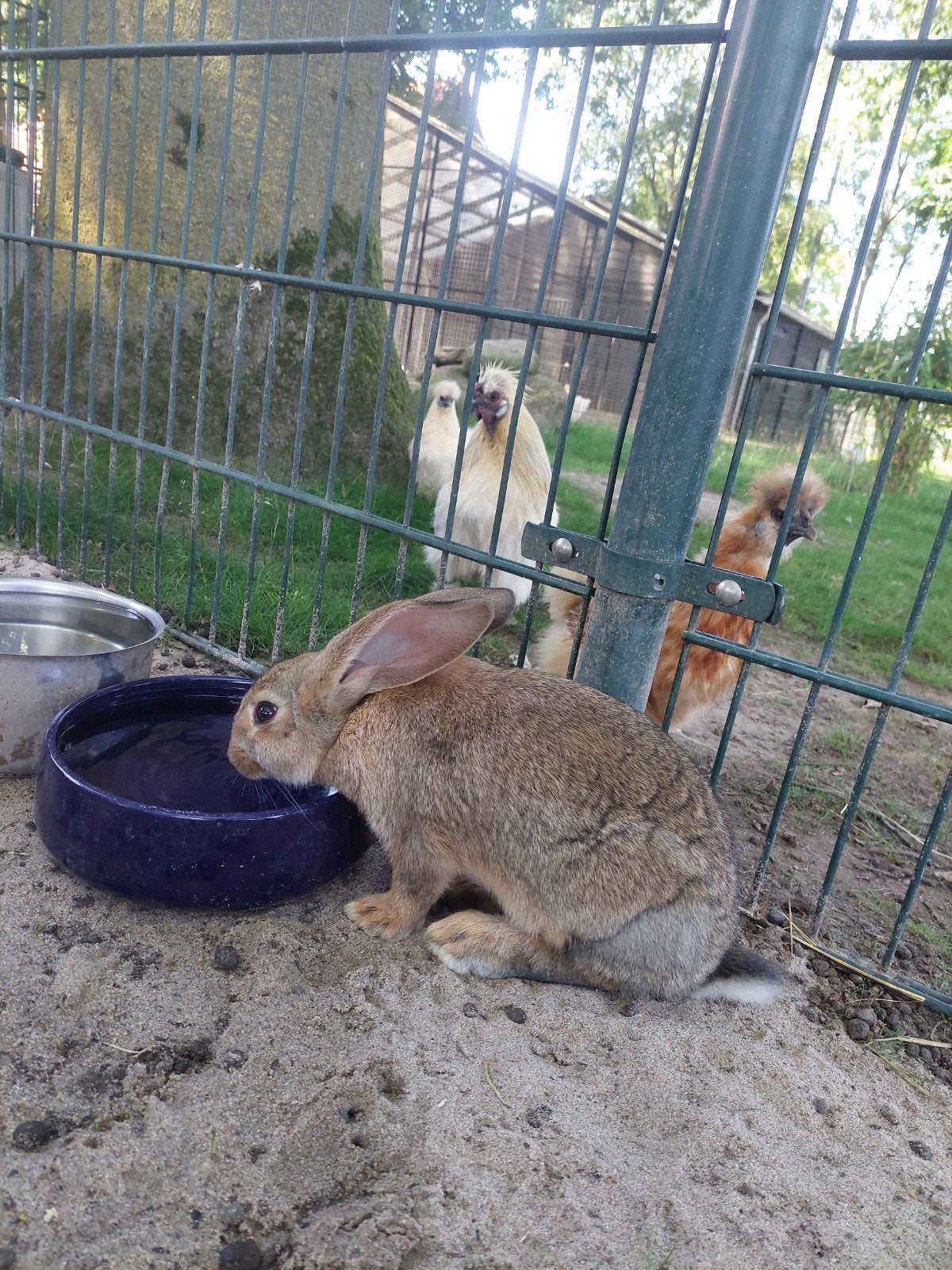 Mooie vlaamse reus beschikbaar, Dieren en Toebehoren, Konijnen, Mannelijk, Groot, 0 tot 2 jaar