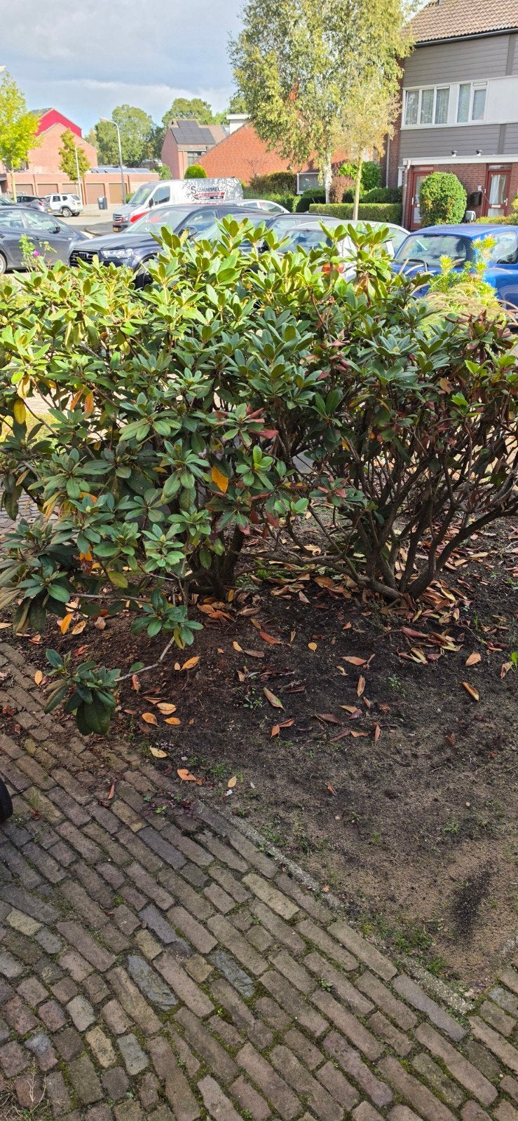 2x Grote Rhododendron struik, Tuin en Terras, Ophalen, Overige soorten, Halfschaduw