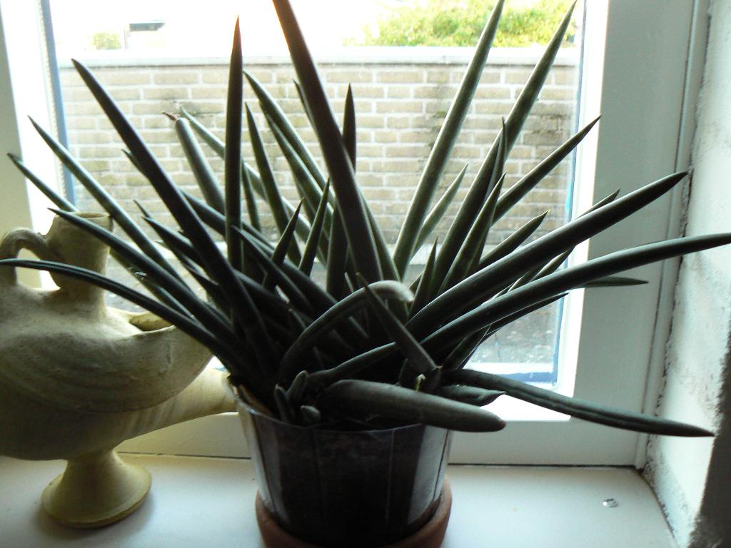 Sanseveria( vrouwentong) en cactus Parodia, Ophalen, Cactus, Halfschaduw, Minder dan 100 cm