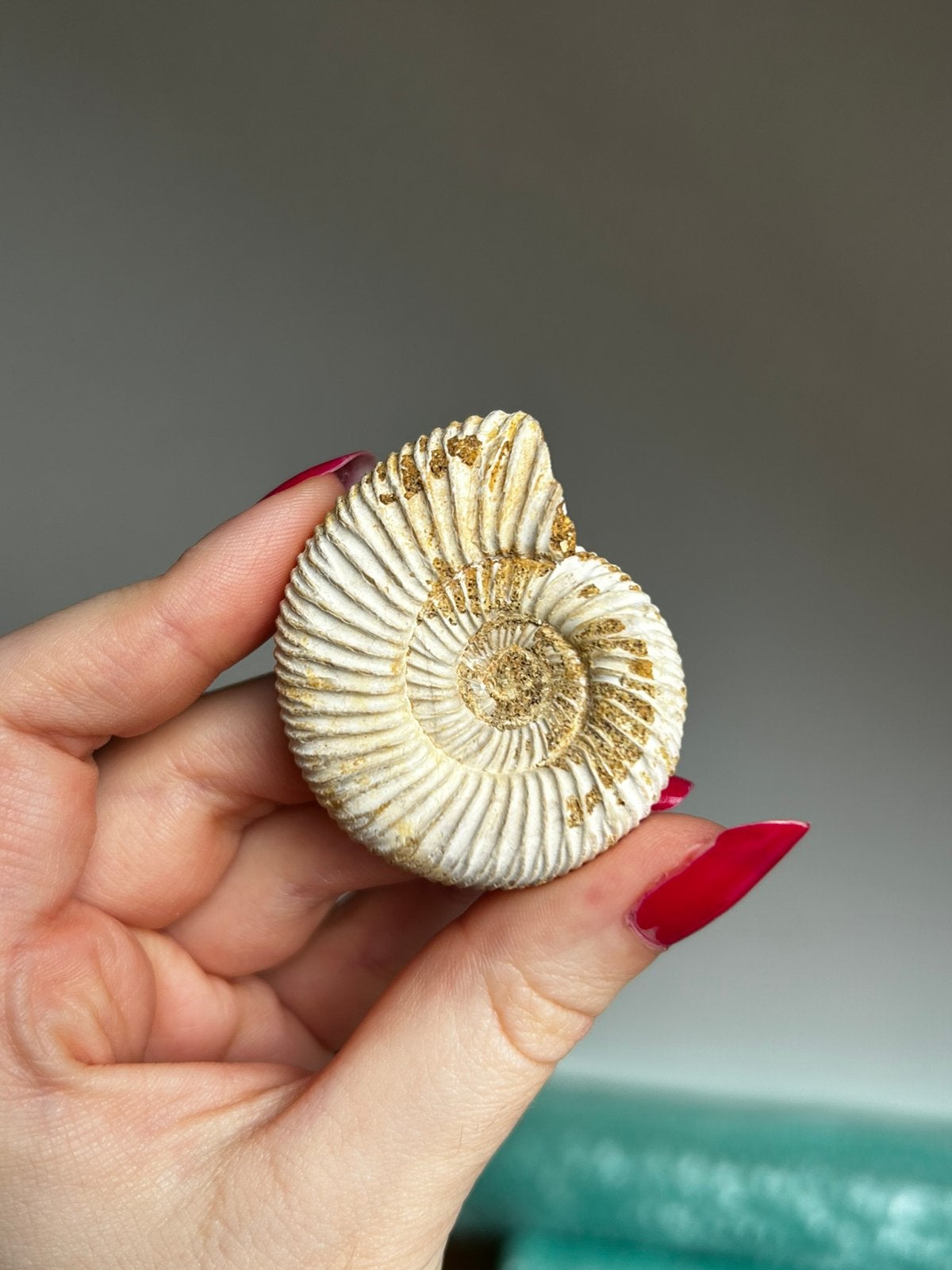 Ammoniet 4,5x3cm, Ophalen of Verzenden