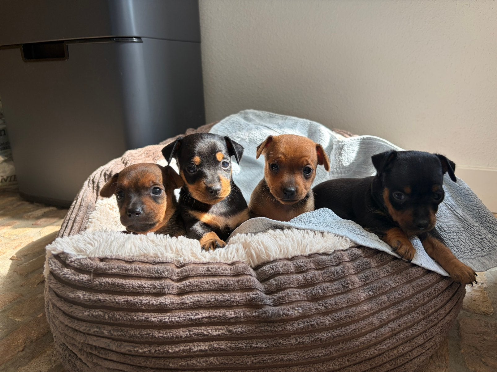Prachtige bruine + black&tan mini dwergpincher/pinscher pups, Overige rassen, 8 tot 15 weken, Meerdere, Meerdere dieren