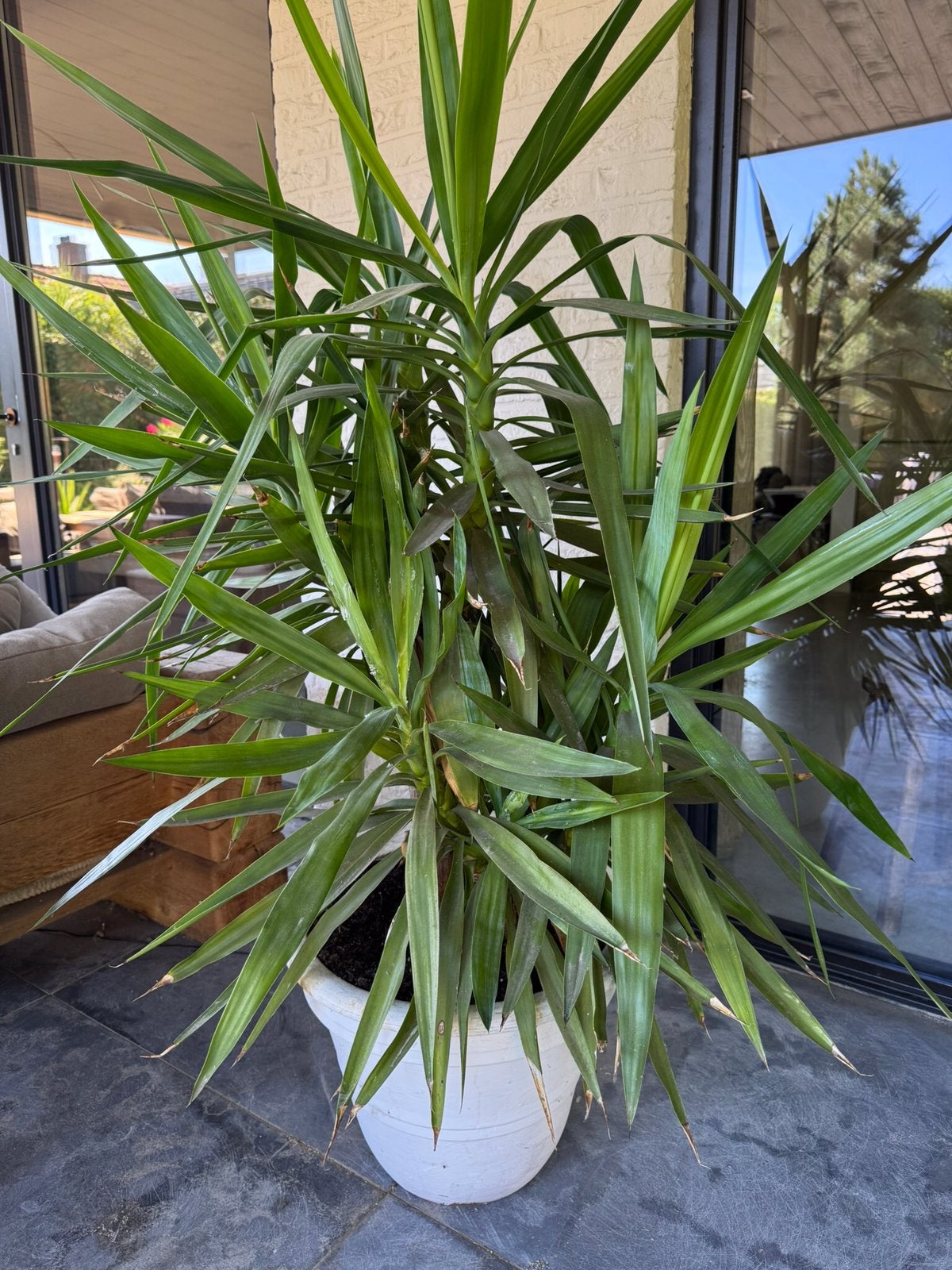 Gróte gezonde Yucca in Franse Terracotta pot, Ophalen, Rond, Tuin, Aardewerk